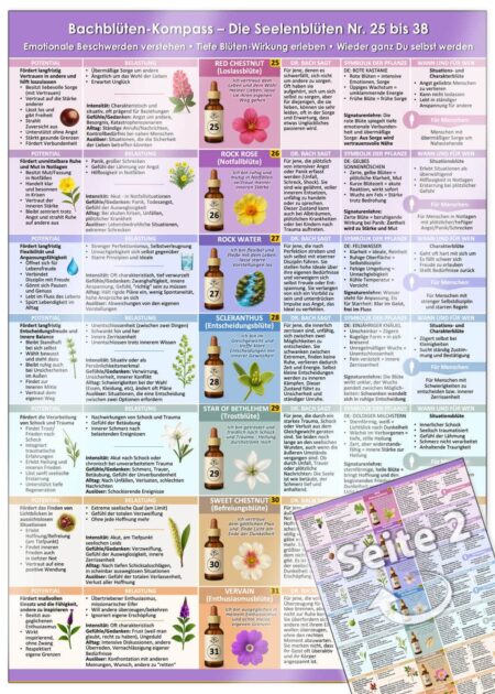 Bachblüten-Kompass Teil 3 – Die Seelenblüten Nr. 25 bis 38