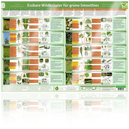 Essbare Wildkräuter für Grüne Smoothies Teil 1 (Poster) - DINA2