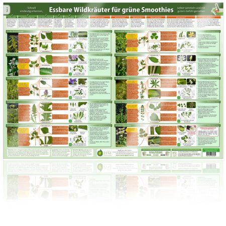 Essbare Wildkräuter für Grüne Smoothies Teil 2 (Poster) - DINA2